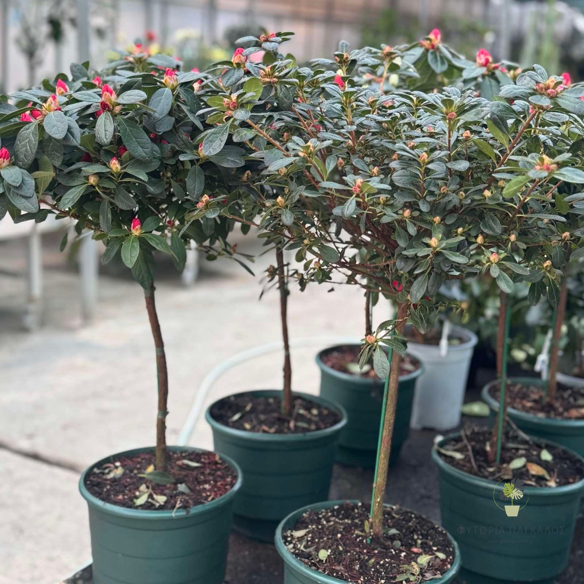 Αζαλέα – Rhododendron sp - 3